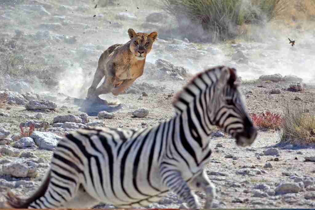 reacción de lucha o huida